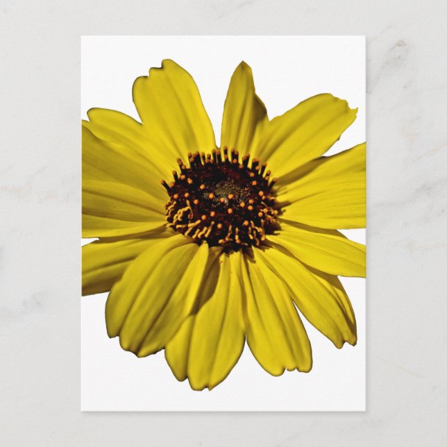 Ljus Gult blomma, Daisy Vykort (Framsida)
