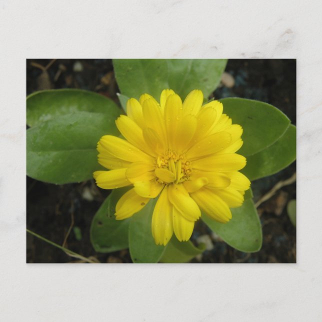 Ljus Gult Marigold-vykort Vykort (Framsida)