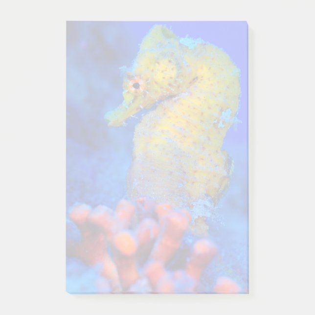 Ljus Hippocampus för Seahorse | Post-it Block (Framsida)