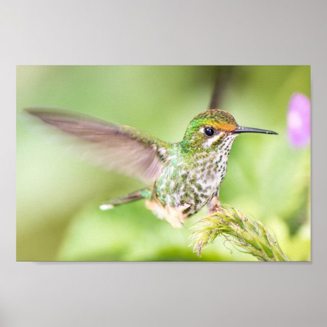 Ljus Hummingbird Landing på Gren Poster (Framsidan)