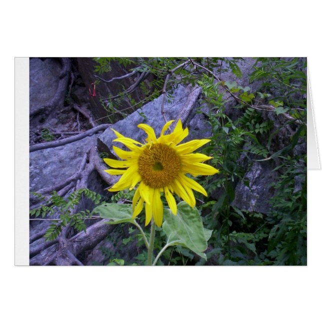 Ljus i mörkret hälsningskort (Framsidan Horizontal)