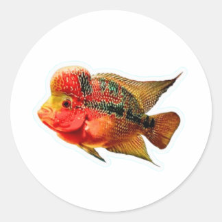 Ljus levande Flowerhorn Ciklid-dekal, exotisk Louh Runt Klistermärke