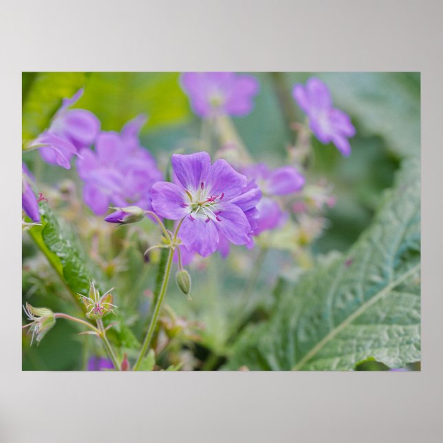 Ljus lila pelargonia vildblomma botanisk foto poster (Framsidan)
