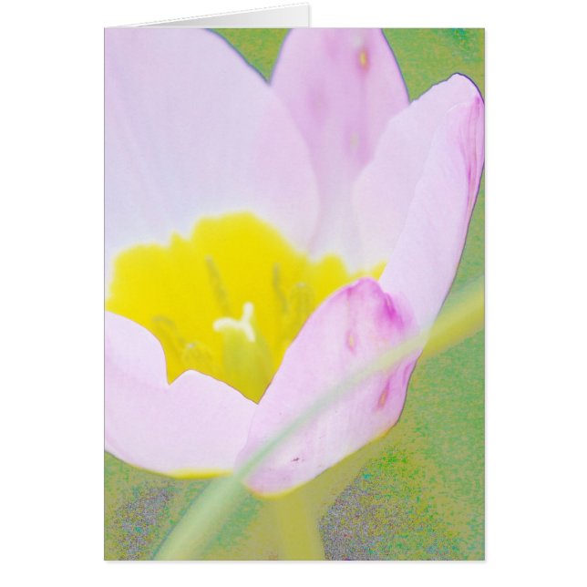 ljus lila-tulpanblomma hälsningskort (Framsidan)