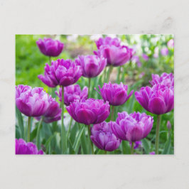Ljus lila tulpaner på en solig dag  vykort
