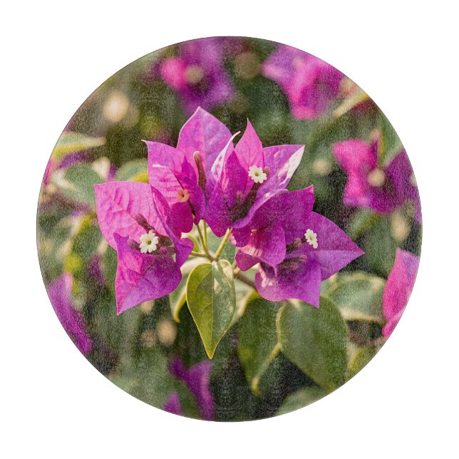 Ljus Magenta Lila Bougainvillea Blomning  (Framsidan)