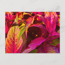 Ljus Magenta och Gröna Blad Närbild Vykort