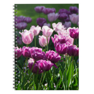 Ljus- och rosa-tulpaner på en solig dag anteckningsbok