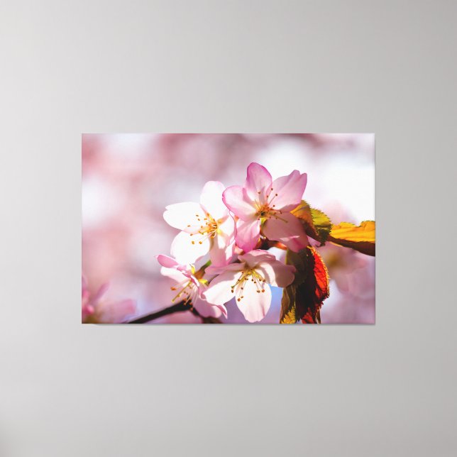 Ljus Och Skugga Spelar På Sakura-Kronblad Canvastryck (Framsida)