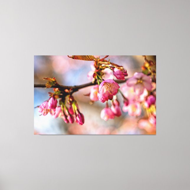 Ljus- och skuggspel på körsbärsblommans kronblad canvastryck (Framsida)