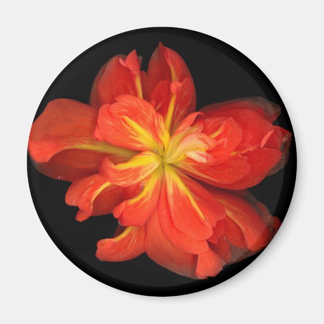 Ljus orange Begonia makro Magnet (Framsidan)