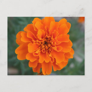 Ljus Orange blomma Vykort