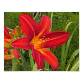 Ljus orange daglilja blommar blomster fototryck