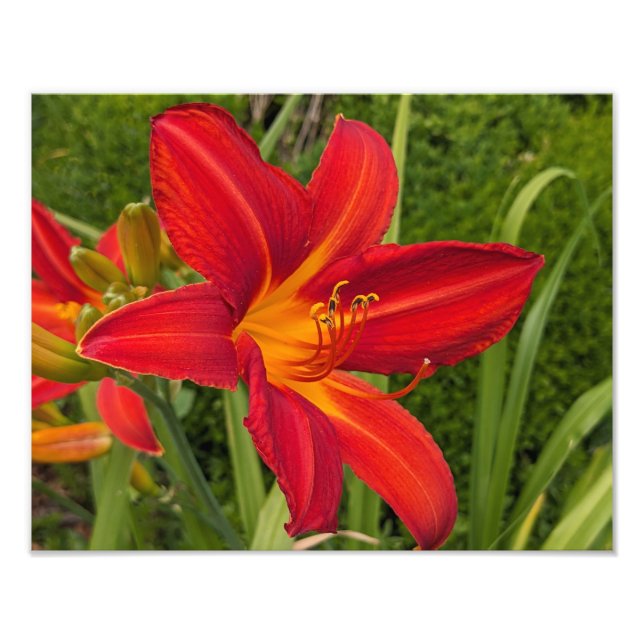 Ljus orange daglilja blommar blomster fototryck (Framsidan)