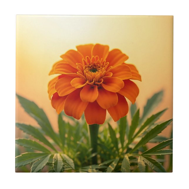 Ljus orange marigoldblomma gyllene solnedgång kakelplatta (Framsidan)
