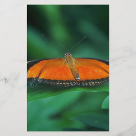 Ljus orange och svart fjäril på blad