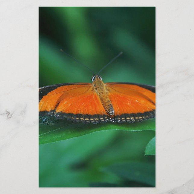 Ljus orange och svart fjäril på blad (Framsida)