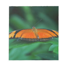 Ljus orange och svart fjäril på blad