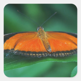 Ljus orange och svart fjäril på blad fyrkantigt klistermärke