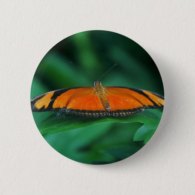 Ljus orange och svart fjäril på blad knapp (Framsida)