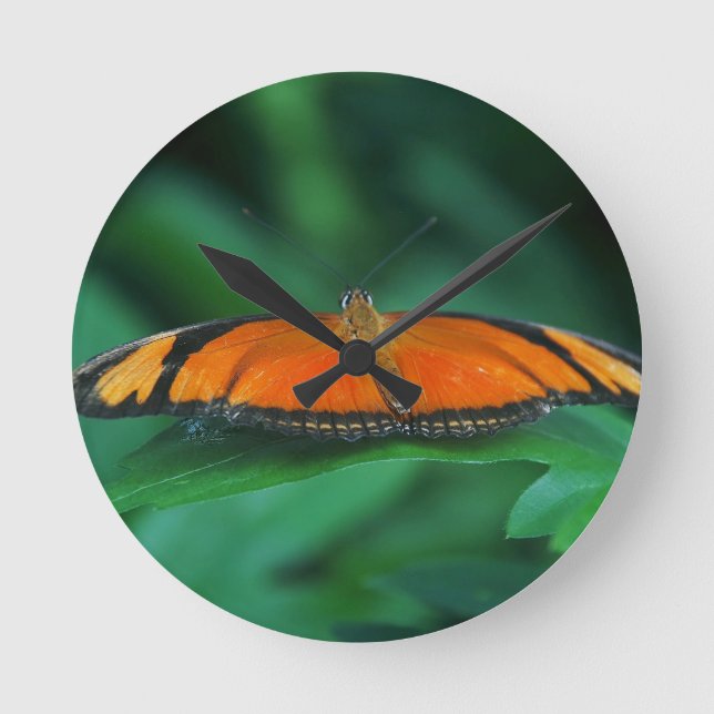 Ljus orange och svart fjäril på blad rund klocka (Framsida)