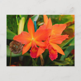 Ljus Orange Orchid-vykort Vykort