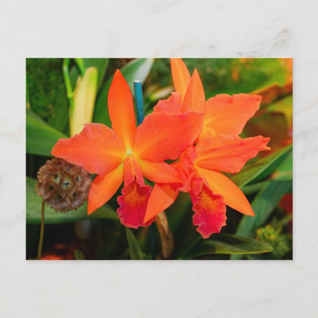 Ljus Orange Orchid-vykort Vykort (Framsida)