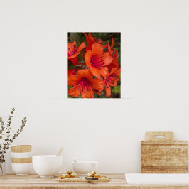 Ljus orange Rhododendron blommar Blommig Poster