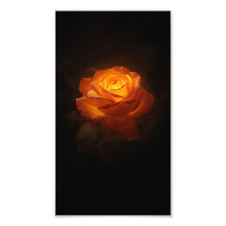 Ljus Orange Ros på Svart Sammet – Elegant Blomma Fototryck