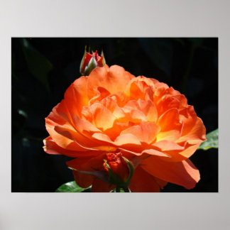 Ljus orange rosblomma finkonsttryck rosor poster
