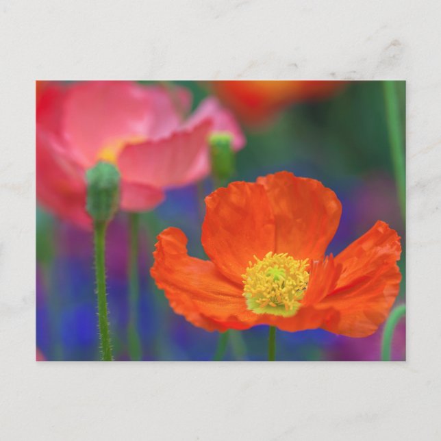 Ljus Orange Vallmo Blomning Vykort (Framsida)