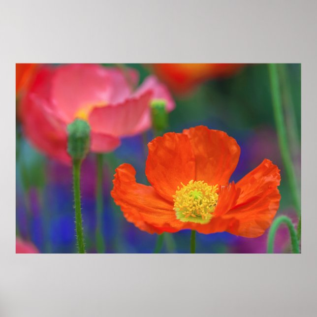 Ljus orange vallmoväxt poster (Framsidan)