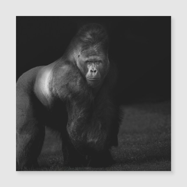 Ljus på styrka – Silverback Gorilla (Framsida)