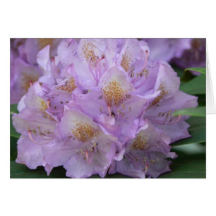 Ljus plommonRhododendron i vår Hälsningskort