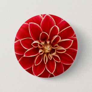 Ljus röd Dahlia Knapp