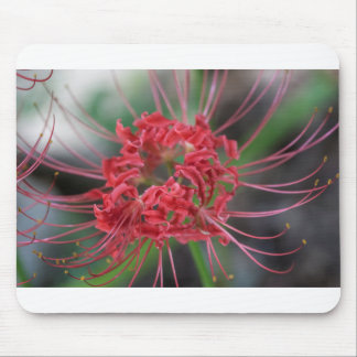 Ljus röd spindellilja - Lycoris radiata Musmatta