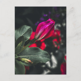 Ljus Röd Vinca Blomma Närbild Vykort