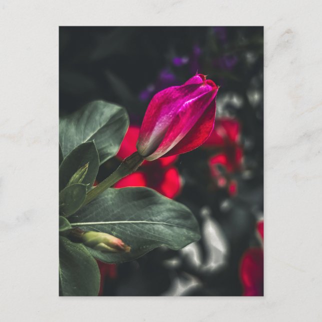 Ljus Röd Vinca Blomma Närbild Vykort (Framsida)