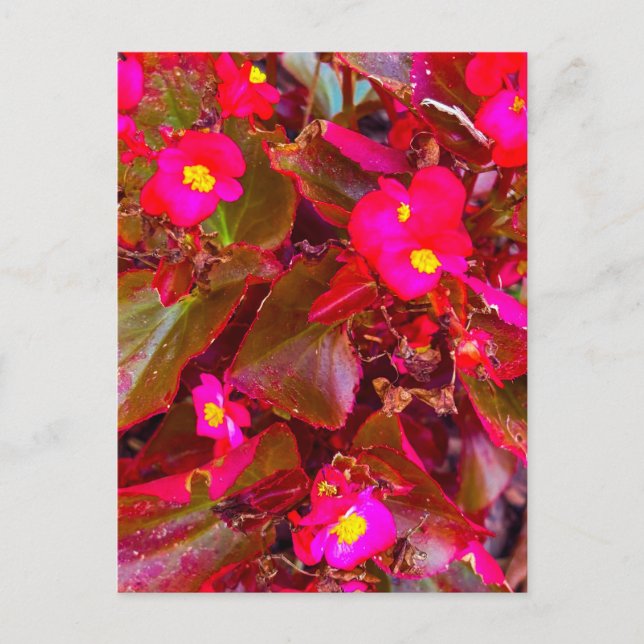 Ljus rosa begonja blommor med röda blad vykort (Framsida)