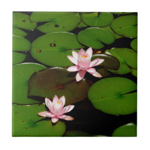 ljus rosa blomma av arten lotus vatten kakelplatta
