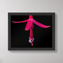 Ljus rosa fuchsia blomma på svart poster