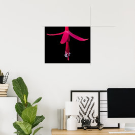Ljus rosa fuchsia blomma på svart poster