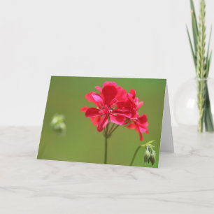 Ljus Rosa Geranium Flower Photo Blank Kort