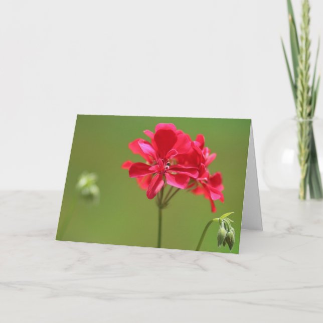 Ljus Rosa Geranium Flower Photo Blank Kort (Framsida)