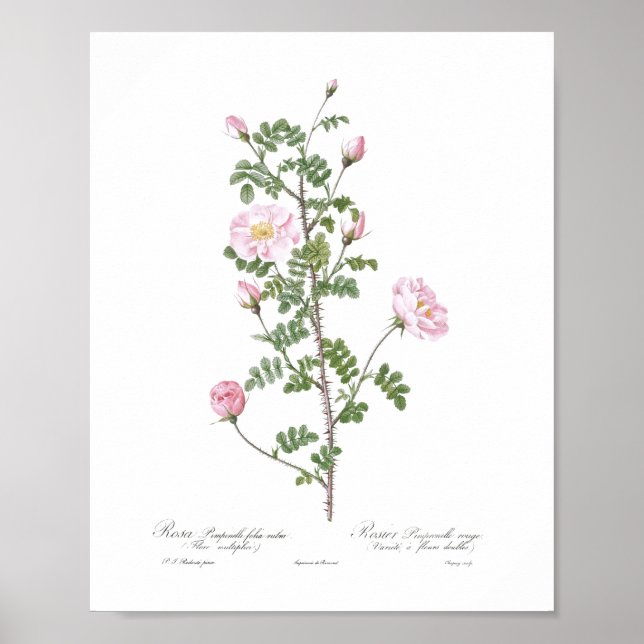 Ljus rosa gigablott poster (Framsidan)