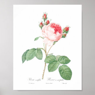Ljus rosa Girly Flower Botanic Garden Rosa ros Poster
