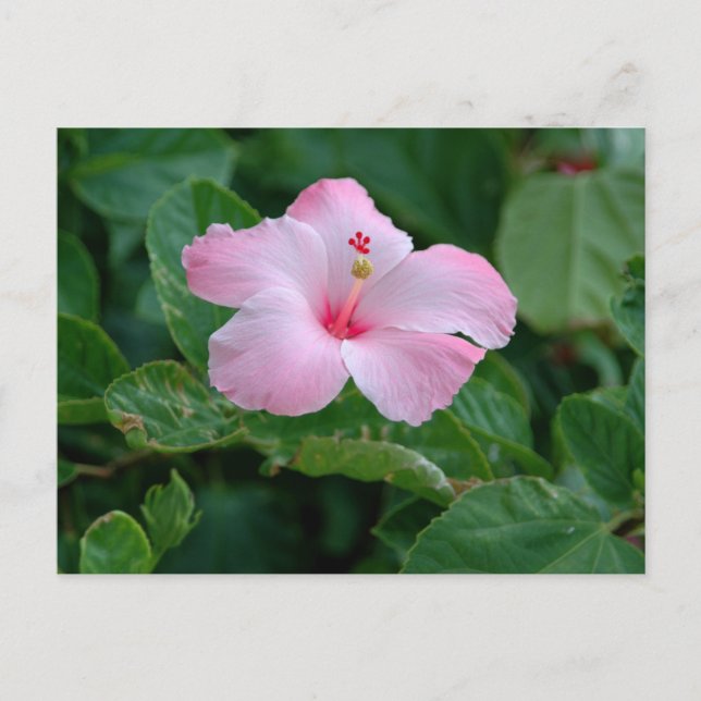 Ljus rosa hibiskusblomma vykort (Framsida)