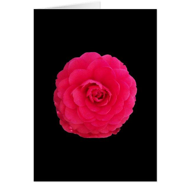 Ljus rosa kamelia hälsningskort (Framsidan)