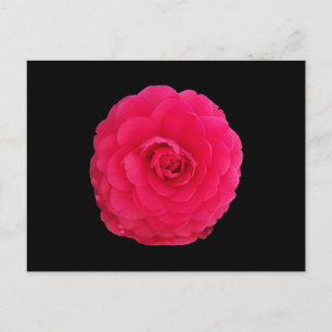 Ljus rosa kamelia vykort