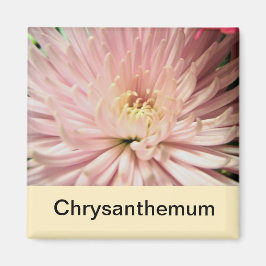 ljus rosa krysanttemablomma magnet